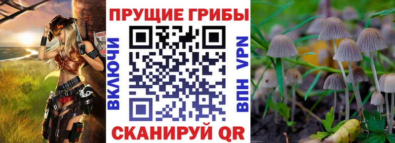 Псилоцибиновые грибы Cubensis  Купить  Луза 